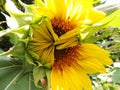 Sunflower yellow green leaves bud close up Royalty Free Stock Photo