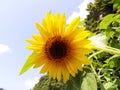 Sunflower yellow green leaves bud close up Royalty Free Stock Photo