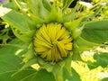 Sunflower yellow green leaves bud close up Royalty Free Stock Photo