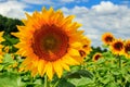 Sunflower yellow head on a background of blue sky Royalty Free Stock Photo