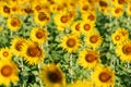 Sunflower yellow and orange colorful in blossom season of sunflower during summer in country farm, field for organic seed crop and