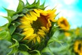 Sunflower yellow Summer spring green plant macro nature background photo beautiful enjoy summer Royalty Free Stock Photo