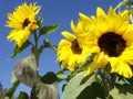 Sunflower Royalty Free Stock Photo