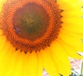 Sunflower with yellow tender petals