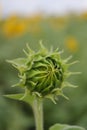 Sunflower young green bud close-up on blurred background Royalty Free Stock Photo