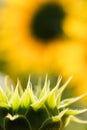 Sunflower young green bud close-up on blurred background Royalty Free Stock Photo