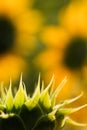 Sunflower young green bud close-up on blurred background Royalty Free Stock Photo