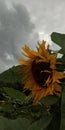 Sunflower Zoom View With Cloudy Skies