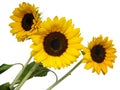 Sunflower10