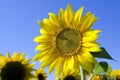 Sunflowers Royalty Free Stock Photo