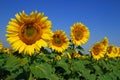 Sunflowers