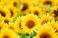 Sunflowers Royalty Free Stock Photo