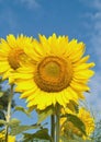 Sunflowers Royalty Free Stock Photo