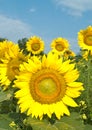 Sunflowers Royalty Free Stock Photo