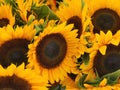 Sunflowers