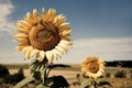 Sunflowers Royalty Free Stock Photo