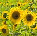 Yellow sunflower field in the Fingerlakes of NYS