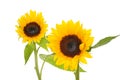 Sunflowers Royalty Free Stock Photo