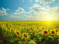 Sunflowers Royalty Free Stock Photo