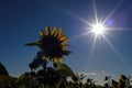 SUNFLOWERS Royalty Free Stock Photo