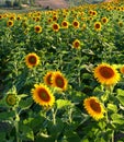 Sunflowers Royalty Free Stock Photo