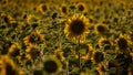 SUNFLOWERS Royalty Free Stock Photo