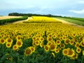 Sunflowers