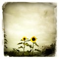 Sunflowers Royalty Free Stock Photo
