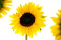 Sunflowers Royalty Free Stock Photo