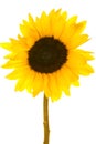 Sunflowers Royalty Free Stock Photo