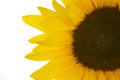 Sunflowers Royalty Free Stock Photo