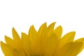 Sunflowers Royalty Free Stock Photo