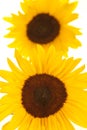 Sunflowers Royalty Free Stock Photo