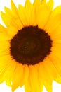 Sunflowers Royalty Free Stock Photo