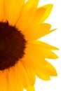 Sunflowers Royalty Free Stock Photo