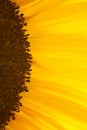 Sunflowers Royalty Free Stock Photo