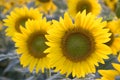 Sunflowers Royalty Free Stock Photo