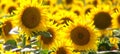 Sunflowers in Abony, Hungary Royalty Free Stock Photo