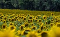 Sunflowers against a background of a blurred grove and field Royalty Free Stock Photo