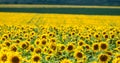 Sunflowers against a background of a blurred grove and field. Royalty Free Stock Photo