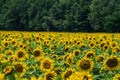 Sunflowers against a background of a blurred grove. Royalty Free Stock Photo