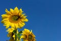 Sunflowers against a blue sky Royalty Free Stock Photo