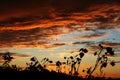 Sunflowers against the evening sky