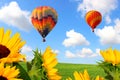 Sunflowers against Green wheat field. Colorful air hot balloons flight in a bright blue sky