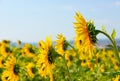 Sunflowers against the sea Royalty Free Stock Photo