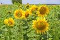 Sunflowers in Alsace in France in july