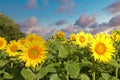 Sunflowers in Alsace in France