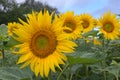 Sunflowers in Alsace in France