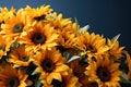 Sunflowers arranged as nature symphony, outdoor session images