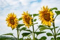 Close-up view of a young sunflowers over cloudy sky Royalty Free Stock Photo